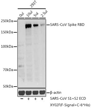 Western Blot: Spike RBD Antibody [NBP3-37900] - Western blot analysis of various lysates using Spike RBD Rabbit pAb at 1:1000 dilution.Secondary antibody: HRP-conjugated Goat anti-Rabbit IgG (H+L) at 1:10000 dilution.Lysates/proteins: 25ug per lane.Blocking buffer: 3% nonfat dry milk in TBST.Detection: ECL Basic Kit.Exposure time: 10s.