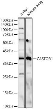 Western Blot: GATSL3 Antibody [NBP3-37902] - Western blot analysis of various lysates, using GATSL3 Rabbit pAb at 1:1000 dilution.Secondary antibody: HRP-conjugated Goat anti-Rabbit IgG (H+L) at 1:10000 dilution.Lysates/proteins: 25ug per lane.Blocking buffer: 3% nonfat dry milk in TBST.Detection: ECL Basic Kit.Exposure time: 60s.