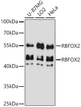 Western Blot: FOX2 Antibody [NBP3-37903] - Western blot analysis of various lysates using FOX2 Rabbit pAb at 1:3000 dilution.Secondary antibody: HRP-conjugated Goat anti-Rabbit IgG (H+L) at 1:10000 dilution.Lysates/proteins: 25ug per lane.Blocking buffer: 3% nonfat dry milk in TBST.Detection: ECL Basic Kit.Exposure time: 60s.