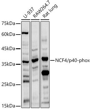 Western Blot: NCF4 Antibody [NBP3-37904] - Western blot analysis of various lysates using NCF4 Rabbit pAb at 1:1000 dilution.Secondary antibody: HRP-conjugated Goat anti-Rabbit IgG (H+L) at 1:10000 dilution.Lysates/proteins: 25ug per lane.Blocking buffer: 3% nonfat dry milk in TBST.Detection: ECL Basic Kit.Exposure time: 30s.