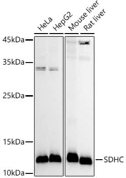 Western Blot: SDHC Antibody [NBP3-37905] - Western blot analysis of various lysates using SDHC Rabbit pAb at 1:1000 dilution.Secondary antibody: HRP-conjugated Goat anti-Rabbit IgG (H+L) at 1:10000 dilution.Lysates/proteins: 25ug per lane.Blocking buffer: 3% nonfat dry milk in TBST.Detection: ECL Basic Kit.Exposure time: 30s.