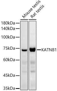 Western Blot katanin-p80 Antibody - BSA Free