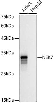 Western Blot: NEK7 Antibody [NBP3-37907] - Western blot analysis of various lysates using NEK7 Rabbit pAb at 1:500 dilution.Secondary antibody: HRP-conjugated Goat anti-Rabbit IgG (H+L) at 1:10000 dilution.Lysates/proteins: 25ug per lane.Blocking buffer: 3% nonfat dry milk in TBST.Detection: ECL Basic Kit.Exposure time: 30s.