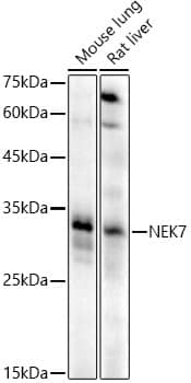 Western Blot: NEK7 Antibody [NBP3-37907] - Western blot analysis of various lysates using NEK7 Rabbit pAb at 1:500 dilution.Secondary antibody: HRP-conjugated Goat anti-Rabbit IgG (H+L) at 1:10000 dilution.Lysates/proteins: 25ug per lane.Blocking buffer: 3% nonfat dry milk in TBST.Detection: ECL Enhanced Kit.Exposure time: 90s.