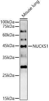 Western Blot: NUCKS1 Antibody [NBP3-37908] - Western blot analysis of lysates from Mouse lung, using NUCKS1 Rabbit pAb at 1:1000 dilution.Secondary antibody: HRP-conjugated Goat anti-Rabbit IgG (H+L) at 1:10000 dilution.Lysates/proteins: 25ug per lane.Blocking buffer: 3% nonfat dry milk in TBST.Detection: ECL Basic Kit.Exposure time: 180s.