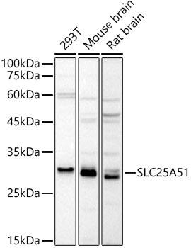 Western Blot MCART1 Antibody