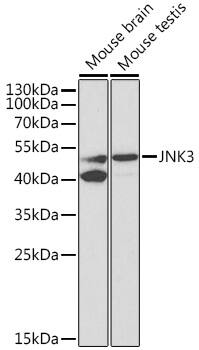 Western Blot: JNK3 Antibody [NBP3-37911] - Western blot analysis of various lysates using JNK3 Rabbit pAb at 1:1000 dilution.Secondary antibody: HRP-conjugated Goat anti-Rabbit IgG (H+L) at 1:10000 dilution.Lysates/proteins: 25ug per lane.Blocking buffer: 3% nonfat dry milk in TBST.