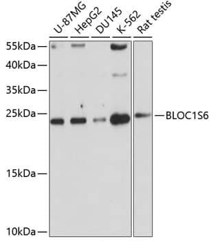 Western Blot: Pallidin Antibody [NBP3-37913] - Western blot analysis of various lysates using Pallidin Rabbit pAb at 1:1000 dilution.Secondary antibody: HRP-conjugated Goat anti-Rabbit IgG (H+L) at 1:10000 dilution.Lysates/proteins: 25ug per lane.Blocking buffer: 3% nonfat dry milk in TBST.Detection: ECL Basic Kit.Exposure time: 30s.