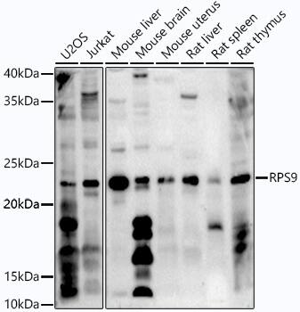 Western Blot: RPS9 Antibody [NBP3-37915] - Western blot analysis of various lysates using RPS9 Rabbit pAb at 1:1000 dilution.Secondary antibody: HRP-conjugated Goat anti-Rabbit IgG (H+L) at 1:10000 dilution.Lysates/proteins: 25ug per lane.Blocking buffer: 3% nonfat dry milk in TBST.Detection: ECL Basic Kit.Exposure time:  180s.