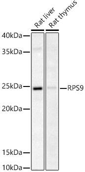 Western Blot RPS9 Antibody