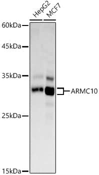 Western Blot: ARMC10 Antibody [NBP3-37916] - Western blot analysis of various lysates using ARMC10 Rabbit pAb at  1:1000 dilution.Secondary antibody: HRP-conjugated Goat anti-Rabbit IgG (H+L) at 1:10000 dilution.Lysates/proteins: 25ug per lane.Blocking buffer: 3% nonfat dry milk in TBST.Detection: ECL Basic Kit.Exposure time: 90s.