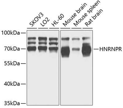 Western Blot: hnRNP-R Antibody [NBP3-37918] - Western blot analysis of various lysates using hnRNP-R Rabbit pAb at 1:1000 dilution.Secondary antibody: HRP-conjugated Goat anti-Rabbit IgG (H+L) at 1:10000 dilution.Lysates/proteins: 25ug per lane.Blocking buffer: 3% nonfat dry milk in TBST.Detection: ECL Basic Kit.Exposure time: 1s.
