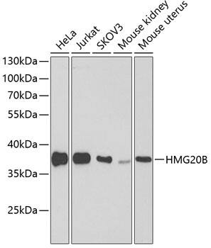 Western Blot: BRAF35 Antibody [NBP3-37920] - Western blot analysis of various lysates using BRAF35 Rabbit pAb at 1:1000 dilution.Secondary antibody: HRP-conjugated Goat anti-Rabbit IgG (H+L) at 1:10000 dilution.Lysates/proteins: 25ug per lane.Blocking buffer: 3% nonfat dry milk in TBST.Detection: ECL Basic Kit.Exposure time: 90s.
