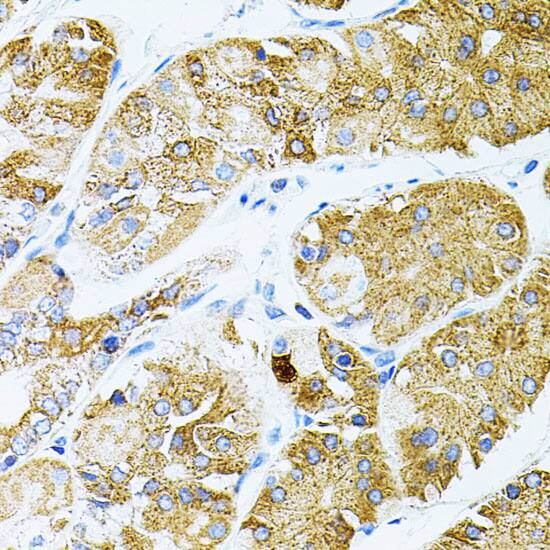 Immunohistochemistry G protein alpha-13 Antibody