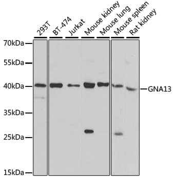 Western Blot: G protein alpha-13 Antibody [NBP3-37921] - Western blot analysis of various lysates using G protein alpha-13 Rabbit pAb at 1:500 dilution.Secondary antibody: HRP-conjugated Goat anti-Rabbit IgG (H+L) at 1:10000 dilution.Lysates/proteins: 25ug per lane.Blocking buffer: 3% nonfat dry milk in TBST.Detection: ECL Basic Kit.Exposure time: 90s.