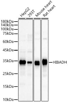 Western Blot HIBADH Antibody - BSA Free