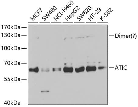 Western Blot: ATIC Antibody [NBP3-37925] - Western blot analysis of various lysates using ATIC Rabbit pAb at 1:1000 dilution.Secondary antibody: HRP-conjugated Goat anti-Rabbit IgG (H+L) at 1:10000 dilution.Lysates/proteins: 25ug per lane.Blocking buffer: 3% nonfat dry milk in TBST.Detection: ECL Basic Kit.Exposure time: 90s.