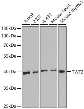 Western Blot: TWF2 Antibody [NBP3-37927] - Western Blot analysis of various lysates using TWF2 Rabbit pAb at 1:1000 dilution. Secondary antibody: HRP Goat Anti-Rabbit IgG (H+L) at 1:10000 dilution. Lysates / proteins: 25 ug per lane. Blocking buffer: 3 % nonfat dry milk in TBST. Detection: ECL Basic Kit. Exposure time: 180s.