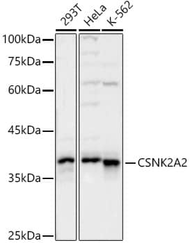 Western Blot: CKII alpha prime polypeptide Antibody [NBP3-37929] - Western blot analysis of various lysates, using CKII alpha prime polypeptide Rabbit pAb at 1:1000 dilution.Secondary antibody: HRP-conjugated Goat anti-Rabbit IgG (H+L) at 1:10000 dilution.Lysates/proteins: 25ug per lane.Blocking buffer: 3% nonfat dry milk in TBST.Detection: ECL Basic Kit.Exposure time: 20s.