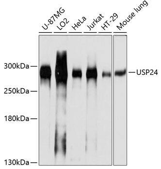 Western Blot: USP24 Antibody [NBP3-37932] - Western blot analysis of various lysates using USP24 Rabbit pAb at 1:1000 dilution.Secondary antibody: HRP-conjugated Goat anti-Rabbit IgG (H+L) at 1:10000 dilution.Lysates/proteins: 25ug per lane.Blocking buffer: 3% nonfat dry milk in TBST.Detection: ECL Basic Kit.Exposure time: 1s.
