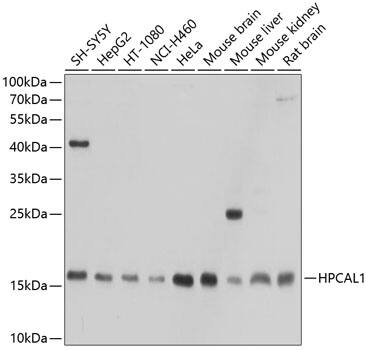 Western Blot VILIP3 Antibody - BSA Free