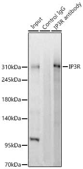 Immunoprecipitation: IP3R1 Antibody [NBP3-37937] - Immunoprecipitation of IP3R1 from 500 ug extracts of SH-SY5Y cells was performed using 2 ug of IP3R1 Rabbit pAb was used to precipitate the Control IgG sample. IP samples were eluted with 1X Laemmli Buffer. The Input lane represents 10% of the total input. Western Blot analysis of immunoprecipitates was conducted using IP3R1 Rabbit pAb at a dilution of 1:2500.