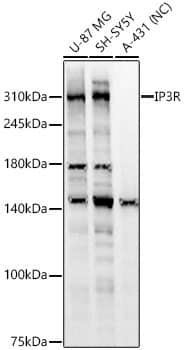 Western Blot: IP3R1 Antibody [NBP3-37937] - Western Blot analysis of various lysates using IP3R1 Rabbit pAb at 1:2000 dilution.Secondary antibody: HRP-conjugated Goat anti-Rabbit IgG (H+L) at 1:10000 dilution.Lysates/proteins: 25 ug per lane.Blocking buffer: 3% nonfat dry milk in TBST.Detection: ECL Basic Kit.Negative control (NC): A-431.Exposure time: 10s.