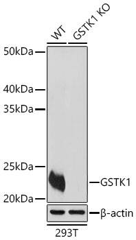 <b>Genetic Strategies Validation. </b>Western Blot: Glutathione S Transferase kappa 1 Antibody [NBP3-37938] - Western Blot analysis of lysates from wild type (WT) and Glutathione S Transferase kappa 1 knockout (KO) 293T cells using [KO Validated] Glutathione S Transferase kappa 1 Rabbit pAb at 1:1000 dilution. Secondary antibody: HRP-conjugated Goat anti-Rabbit IgG (H+L)  at 1:10000 dilution.Lysates/proteins: 25 ug per lane.Blocking buffer: 3% nonfat dry milk in TBST.Detection: ECL Basic Kit.Exposure time: 30s.