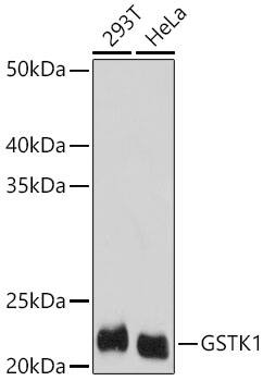 Western Blot: Glutathione S Transferase kappa 1 Antibody [NBP3-37938] - Western Blot analysis of various lysates using [KO Validated] Glutathione S Transferase kappa 1 Rabbit pAb at 1:1000 dilution. Secondary antibody: HRP-conjugated Goat anti-Rabbit IgG (H+L) at 1:10000 dilution. Lysates / proteins: 25 ug per lane. Blocking buffer: 3 % nonfat dry milk in TBST. Detection: ECL Basic Kit. Exposure time: 30s.