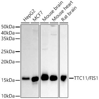 Western Blot: TTC11 Antibody [NBP3-37945] - Western blot analysis of various lysates, using [KO Validated] TTC11 Rabbit pAb at 1:500 dilution.Secondary antibody: HRP-conjugated Goat anti-Rabbit IgG (H+L) at 1:10000 dilution.Lysates/proteins: 25ug per lane.Blocking buffer: 3% nonfat dry milk in TBST.Detection: ECL Basic Kit.Exposure time: 60s.