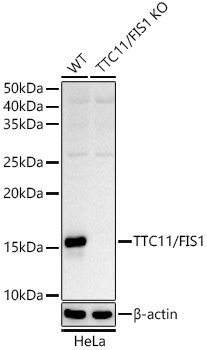 <b>Genetic Strategies Validation. </b>Western Blot: TTC11 Antibody [NBP3-37945] - Western Blot analysis of extracts from wild type(WT) andTTC11 knockout (KO) HeLa cells, usingTTC11 antibody at 1:500 dilution.Secondary antibody: HRP Goat Anti-Rabbit IgG (H+L) at 1:10000 dilution.Lysates/proteins: 25ug per lane.Blocking buffer: 3% nonfat dry milk in TBST.Detection: ECL Basic Kit.Exposure time: 60s.