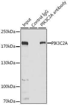 Immunoprecipitation: PIK3C2A Antibody [NBP3-37948] - Immunoprecipitation analysis of 200 ug extracts of HeLa cells, using 3 ug PIK3C2A antibody. Western blot was performed from the immunoprecipitate using PIK3C2A antibody at a dilution of 1:1000.