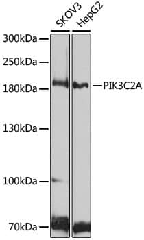 Western Blot: PIK3C2A Antibody [NBP3-37948] - Western blot analysis of various lysates using PIK3C2A Rabbit pAb at 1:1000 dilution.Secondary antibody: HRP-conjugated Goat anti-Rabbit IgG (H+L) at 1:10000 dilution.Lysates/proteins: 25ug per lane.Blocking buffer: 3% nonfat dry milk in TBST.Detection: ECL Basic Kit.Exposure time: 90s.