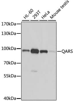 Western Blot: QARS Antibody [NBP3-37952] - Western blot analysis of various lysates using QARS Rabbit pAb at 1:1000 dilution.Secondary antibody: HRP-conjugated Goat anti-Rabbit IgG (H+L) at 1:10000 dilution.Lysates/proteins: 25ug per lane.Blocking buffer: 3% nonfat dry milk in TBST.Detection: ECL Basic Kit.Exposure time: 1s.