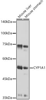 Western Blot: Cytochrome P450 1A1 Antibody [NBP3-37955] - Western blot analysis of various lysates using Cytochrome P450 1A1 Rabbit pAb at 1:1000 dilution.Secondary antibody: HRP-conjugated Goat anti-Rabbit IgG (H+L) at 1:10000 dilution.Lysates/proteins: 25ug per lane.Blocking buffer: 3% nonfat dry milk in TBST.Detection: ECL Basic Kit.Exposure time: 3s.