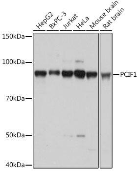 Western Blot: PCIF1 Antibody [NBP3-37957] - Western blot analysis of various lysates using PCIF1 Rabbit pAb at 1:1000 dilution.Secondary antibody: HRP-conjugated Goat anti-Rabbit IgG (H+L) at 1:10000 dilution.Lysates/proteins: 25ug per lane.Blocking buffer: 3% nonfat dry milk in TBST.Detection: ECL Basic Kit.Exposure time: 1s.