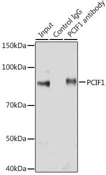 Immunoprecipitation: PCIF1 Antibody [NBP3-37957] - Immunoprecipitation analysis of 200 ug extracts of Jurkat cells using 3 ug PCIF1 antibody. Western blot was performed from the immunoprecipitate using PCIF1 antibody at a dilution of 1:1000.