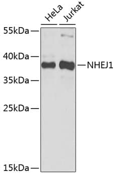 Western Blot: XLF Antibody [NBP3-37961] - Western blot analysis of various lysates using XLF Rabbit pAb at 1:1000 dilution.Secondary antibody: HRP-conjugated Goat anti-Rabbit IgG (H+L) at 1:10000 dilution.Lysates/proteins: 25ug per lane.Blocking buffer: 3% nonfat dry milk in TBST.Detection: ECL Basic Kit.Exposure time: 5s.