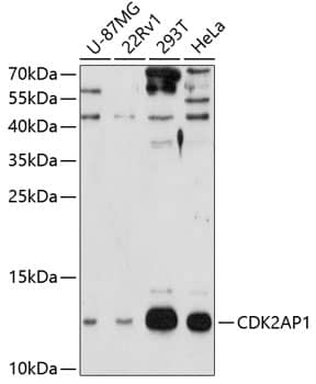 Western Blot: CDK2AP1 Antibody [NBP3-37963] - Western blot analysis of various lysates using CDK2AP1 Rabbit pAb at 1:3000 dilution.Secondary antibody: HRP-conjugated Goat anti-Rabbit IgG (H+L) at 1:10000 dilution.Lysates/proteins: 25ug per lane.Blocking buffer: 3% nonfat dry milk in TBST.Detection: ECL Enhanced Kit.Exposure time: 90s.