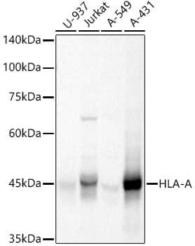 Western Blot: HLA A Antibody [NBP3-37966] - Western blot analysis of lysates from A-431 cells using HLA A Rabbit pAb at 1:1000 dilution incubated overnight at 4C.Secondary antibody: HRP-conjugated Goat anti-Rabbit IgG (H+L) at 1:10000 dilution.Lysates/proteins: 25 ug per lane.Blocking buffer: 3% nonfat dry milk in TBST.Detection: ECL Basic Kit.Exposure time: 20s.