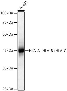 Western Blot: HLA A Antibody [NBP3-37966] - Western Blot analysis of lysates from A-431 cells using HLA A+HLA-B+HLA-C Rabbit pAb at 1:1000 dilution incubated overnight at 4C.Secondary antibody: HRP-conjugated Goat anti-Rabbit IgG (H+L) at 1:10000 dilution.Lysates/proteins: 25 ug per lane.Blocking buffer: 3% nonfat dry milk in TBST.Detection: ECL Basic Kit.Exposure time: 20s.