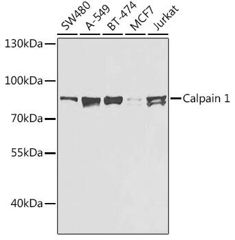 Western Blot: Calpain 1 Antibody [NBP3-37967] - Western blot analysis of various lysates using Calpain 1 Rabbit pAb at 1:1000 dilution.Secondary antibody: HRP-conjugated Goat anti-Rabbit IgG (H+L) at 1:10000 dilution.Lysates/proteins: 25ug per lane.Blocking buffer: 3% nonfat dry milk in TBST.