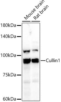 Western Blot: Cullin 1 Antibody [NBP3-37968] - Western blot analysis of various lysates, using Cullin 1 Rabbit pAb at 1:500 dilution.Secondary antibody: HRP-conjugated Goat anti-Rabbit IgG (H+L) at 1:10000 dilution.Lysates/proteins: 25ug per lane.Blocking buffer: 3% nonfat dry milk in TBST.Detection: ECL Basic Kit.Exposure time: 30s.