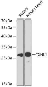 Western Blot TXNL1 Antibody