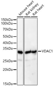 Western Blot: VDAC1 Antibody [NBP3-37975] - Western blot analysis of various lysates, using [KD Validated] VDAC1 Rabbit pAb at  1:600 dilution.Secondary antibody: HRP-conjugated Goat anti-Rabbit IgG (H+L) at 1:10000 dilution.Lysates/proteins: 25ug per lane.Blocking buffer: 3% nonfat dry milk in TBST.Detection: ECL Basic Kit.Exposure time: 10s.