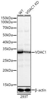 <b>Genetic Strategies Validation. </b>Western Blot: VDAC1 Antibody [NBP3-37975] - Western Blot analysis of lysates from wild type(WT) and VDAC1 knockdown (KD) 293T cells, using [KD Validated] VDAC1 Rabbit pAb at  1:500 dilution.Secondary antibody: HRP Goat Anti-Rabbit IgG (H+L) at 1:10000 dilution.Lysates/proteins: 25ug per lane.Blocking buffer: 3% nonfat dry milk in TBST.Detection: ECL Basic Kit.Exposure time: 10s.