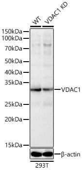 <b>Genetic Strategies Validation. </b>Western Blot: VDAC1 Antibody [NBP3-37975] - Western Blot analysis of lysates from wild type(WT) and VDAC1 knockdown (KD) 293T cells, using [KD Validated] VDAC1 Rabbit pAb at  1:600 dilution.Secondary antibody: HRP Goat Anti-Rabbit IgG (H+L) at 1:10000 dilution.Lysates/proteins: 25ug per lane.Blocking buffer: 3% nonfat dry milk in TBST.Detection: ECL Basic Kit.Exposure time: 10s.