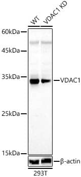 <b>Genetic Strategies Validation. </b>Western Blot: VDAC1 Antibody [NBP3-37975] - Western Blot analysis of lysates from wild type (WT) and VDAC1 knockdown (KD) 293T cells, using [KD Validated] VDAC1 Rabbit pAb at  1:1000 dilution.Secondary antibody: HRP Goat Anti-Rabbit IgG (H+L) at 1:10000 dilution.Lysates/proteins: 25ug per lane.Blocking buffer: 3% nonfat dry milk in TBST.Detection: ECL Basic Kit.Exposure time: 60s.