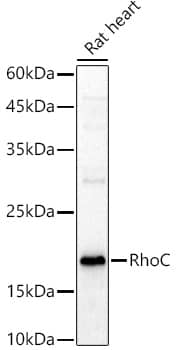 Western Blot: RhoC Antibody [NBP3-37976] - Western blot analysis of lysates from Rat heart, using RhoC Rabbit pAb at 1:1000 dilution.Secondary antibody: HRP-conjugated Goat anti-Rabbit IgG (H+L) at 1:10000 dilution.Lysates/proteins: 25ug per lane.Blocking buffer: 3% nonfat dry milk in TBST.Detection: ECL Basic Kit.Exposure time: 30s.