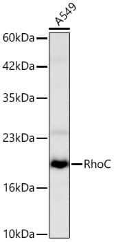 Western Blot: RhoC Antibody [NBP3-37976] - Western Blot analysis of lysates from A549 cells using RhoC Rabbit pAb at 1:1000 dilution incubated overnight at 4C.Secondary antibody: HRP-conjugated Goat anti-Rabbit IgG (H+L)at 1:10000 dilution. Lysates/proteins: 25 ug per lane.Blocking buffer: 3% nonfat dry milk in TBST.Detection: ECL Basic KitExposure time: 90 s.